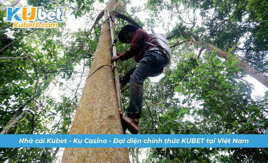 Nằm mơ thấy trèo cao